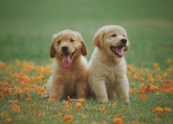 Pet Surgery: Canine Surgical Procedures of Various Types