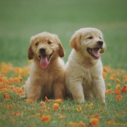 Pet Surgery: Canine Surgical Procedures of Various Types
