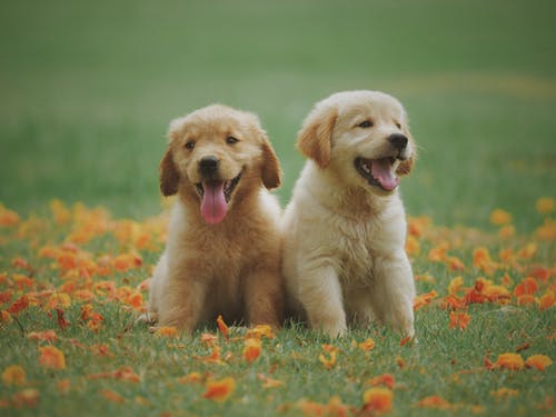 Pet Surgery: Canine Surgical Procedures of Various Types