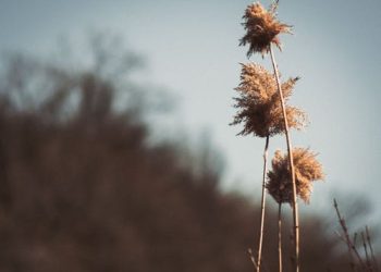 Cannabis Delivery Services: Changing the Game