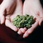 Cannabis at Your Doorstep: The Pros of Delivery Services
