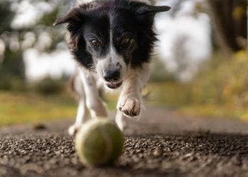 What Your Pet is Telling You and How a Behavior Assessment Can Help