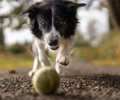 What Your Pet is Telling You and How a Behavior Assessment Can Help