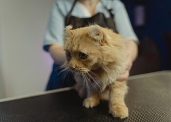 Cat Hernia 101: Types, Symptoms, and Treatment