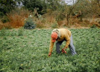 Self-Financing: Benefits and Implementation Strategies for Farmers