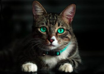 Top 5 Solutions for Ensuring Your Pet’s Dental Health, Safety during Medical Boarding, and Success in Rehabilitation