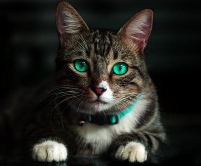 Top 5 Solutions for Ensuring Your Pet’s Dental Health, Safety during Medical Boarding, and Success in Rehabilitation