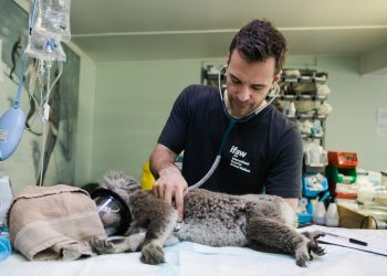 The Role of Veterinary Surgery Services in Cancer Treatment for Pets