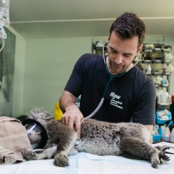 The Role of Veterinary Surgery Services in Cancer Treatment for Pets