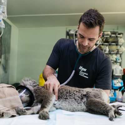 The Role of Veterinary Surgery Services in Cancer Treatment for Pets