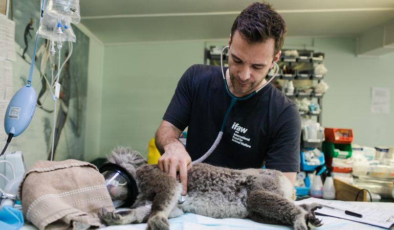 The Role of Veterinary Surgery Services in Cancer Treatment for Pets