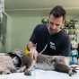 The Role of Veterinary Surgery Services in Cancer Treatment for Pets