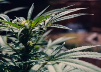 How to Safely Order High-Quality Weed Online?