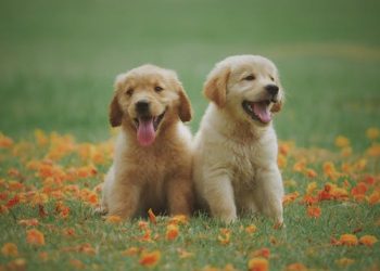 When Should I Start Socializing My Puppy or Kitten?