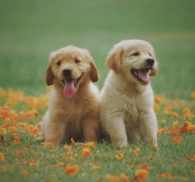 When Should I Start Socializing My Puppy or Kitten?