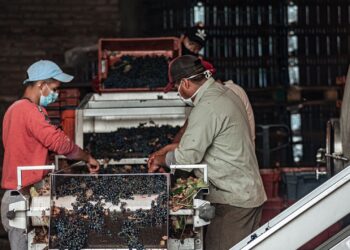 Understanding Wine: How It’s Made Step by Step